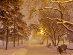 winter evening in the park