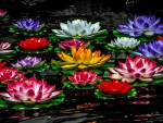 Lotuses