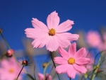 Pink flowers