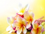 Plumerias â™¥