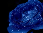 Blue rose