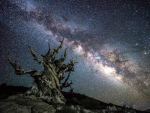 Ancient Bristlecone Pine and the Milky Way