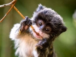 Baby Tamarin Monkey