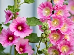 Hollyhocks Flowers