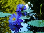 Blue Lotus