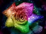 rainbow rose