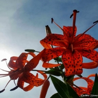 Lilies at Noon