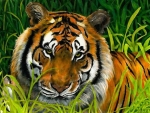Tiger in the Grass