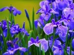 Blue Irises