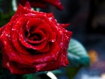 Red rose