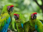 Colored Parrots