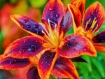 Lilies
