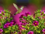 Hummingbird