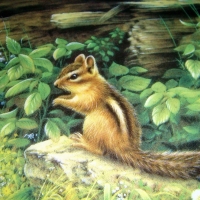 Chipmunk