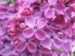 purple lilac flowers