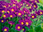 purple flowers