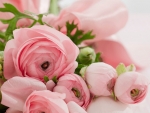 Lovely pink roses