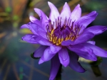 Water lily