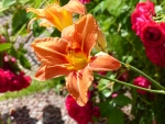 Orange Lily