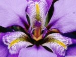 Iris