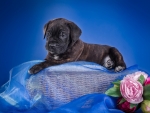 Puppy,Cane Corso