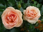 Lovely Roses