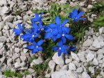 ~Blue Flower~
