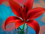 ~Red Lily~
