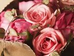~Roses~