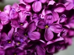 MACRO LILAC FLOWERS
