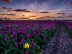 Sunset Over the Tulips Field