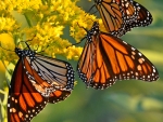 Monarch Butterflies