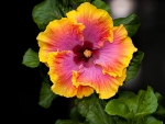 Colorful Hibiscus