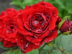 Drops on Red Roses