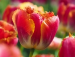 tulips