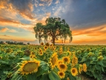 Summer Sunflowers Field