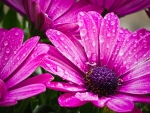 Pink daisy drops