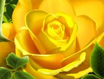 3D Yellow Rose