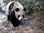 Giant Panda in Winter