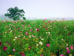 Fields of flowers