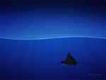 Eagle Ray