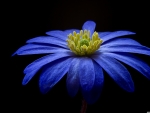 Blue anemone