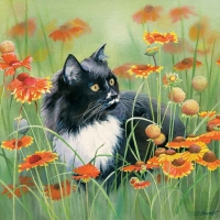 Kitty in Summer