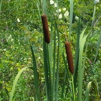 Cattails in Summer