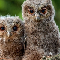 owls