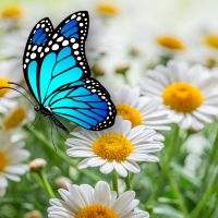 Daisies Butterfly