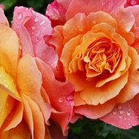 Garden Roses F