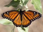 Viceroy Butterfly