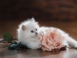 White Kitten with Rose