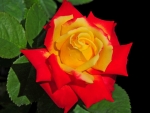 Colorful Rose